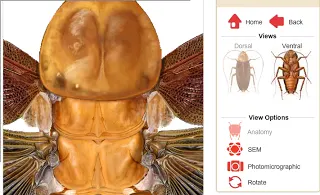 I Know What You Did Last Summer - Identifying Virtual Roach Parts