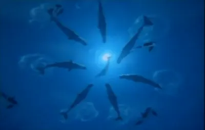 Sea World - Free 2012 Season Passes for Teachers .@tcea