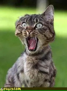 Freak Out about Leadership - Ubuntu