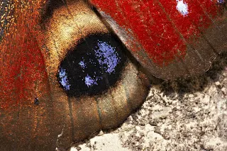 An Inconsequential Flap of a Butterfly's Wings