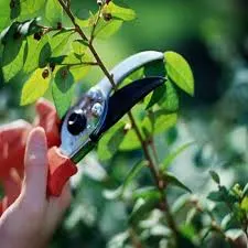 Pruning the Unnecessary