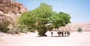 5 Leadership Lessons Fig Trees Can Teach Us