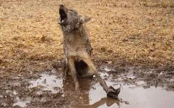 Two Wolf Tales
