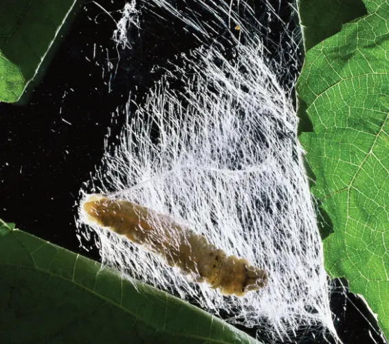 DailyHaikuPrompt - Silkworm