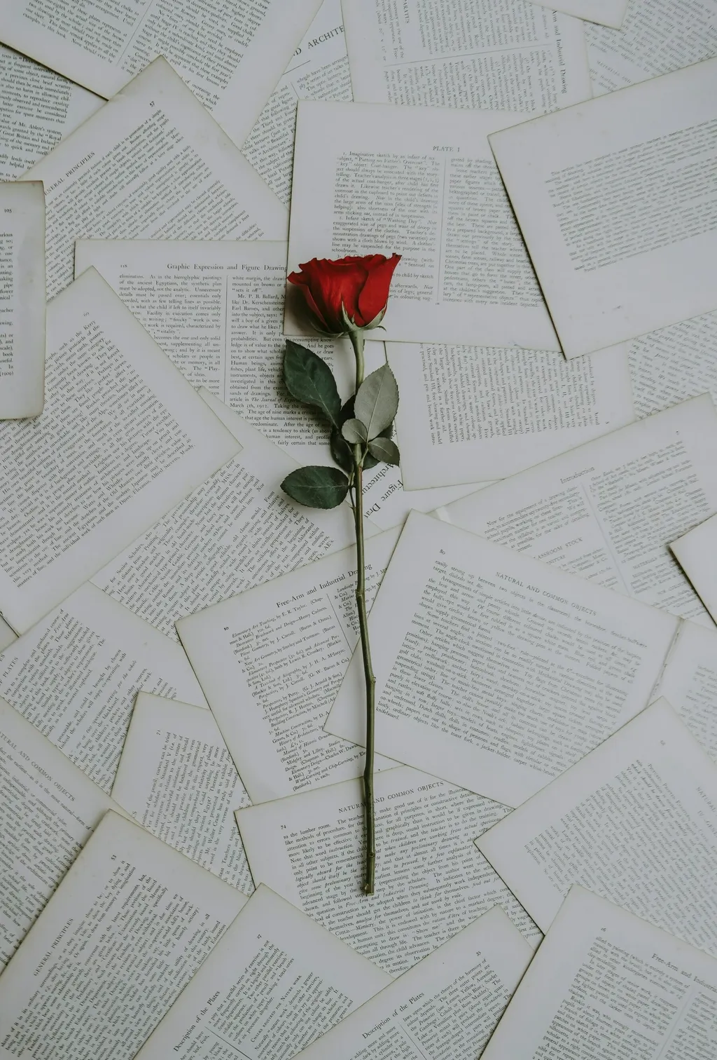 Smell The Roses, If You Can